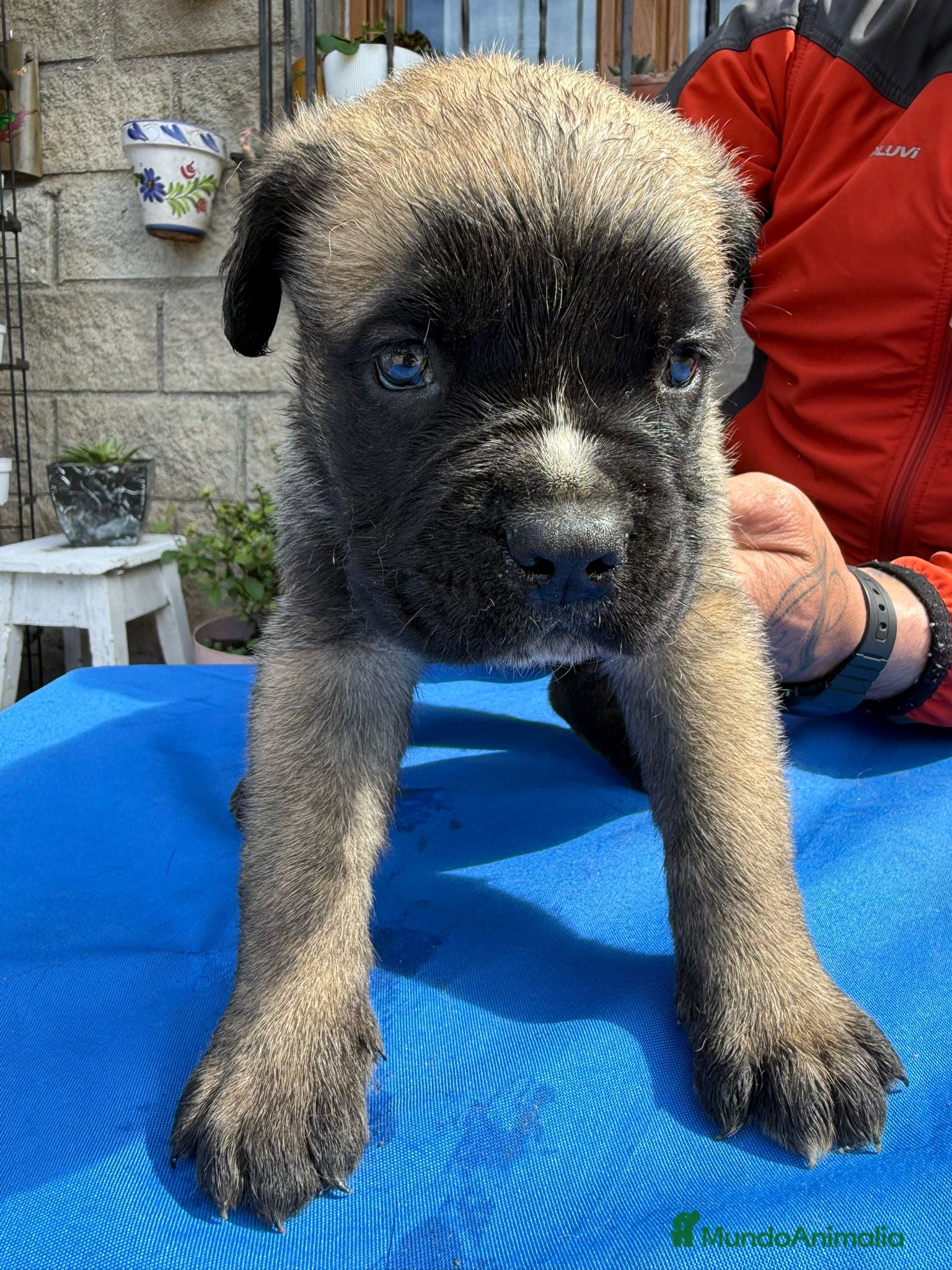 Cane Corso perros Cane corso  - Anuncio 1