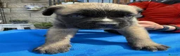 Cane Corso perros en venta: Cane corso  - Anuncio 1