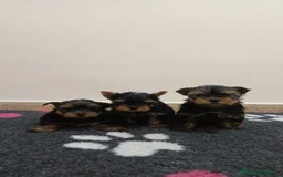 Shih Tzu perros en venta: EXCELENTES CACHORROS - Imagen 1