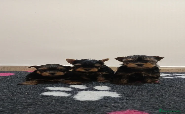 Shih Tzu perros - Anuncio 2