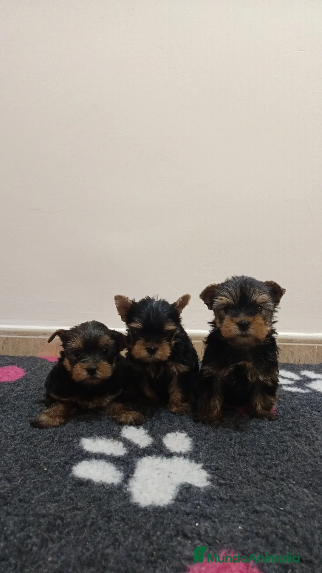 Shih Tzu perros en venta: EXCELENTES CACHORROS - Imagen 1