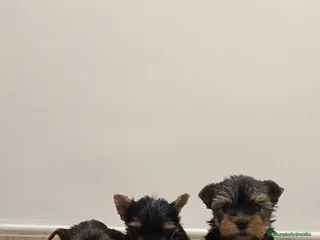Shih Tzu perros - Anuncio 1