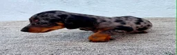 Teckel Miniatura perros en venta: Teckel kaninchen Arlequín  - Anuncio 7