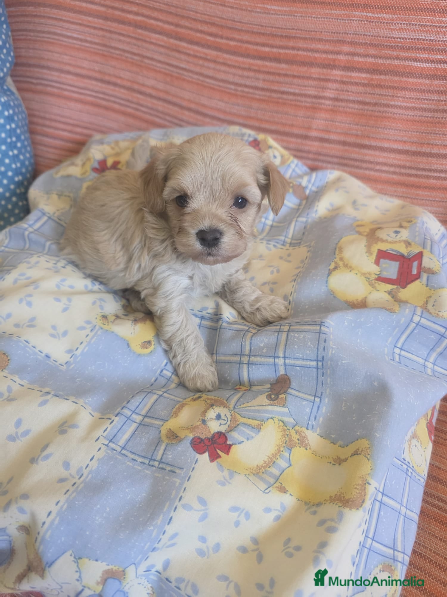 Maltipoo perros Maltipoos macho - Anuncio 1