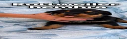 Rottweiler perros en venta: Hembra Rottweiler disponible - Anuncio 4