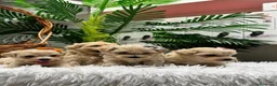 Maltipoo perros en venta: MALTIPOO - Anuncio 17