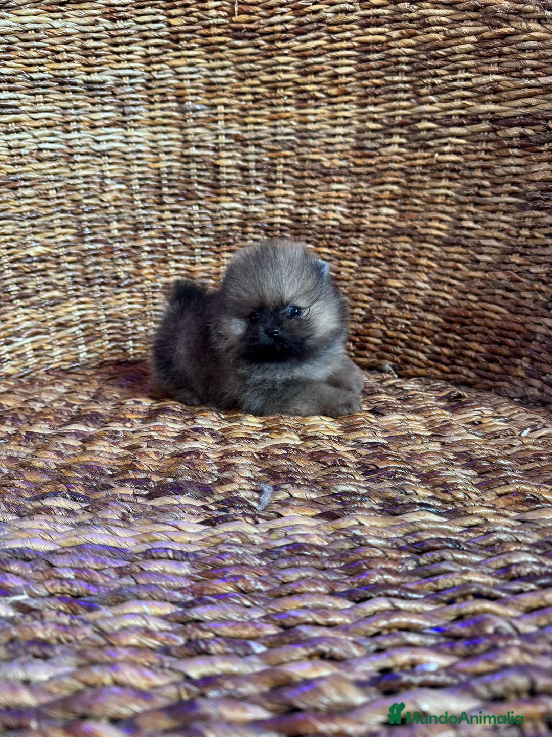 Pomerania perros en venta: POMERANIAS EXCLUSIVOS en Málaga - Anuncio 7