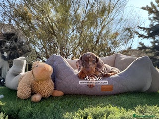 Teckel Miniatura perros - Anuncio 22