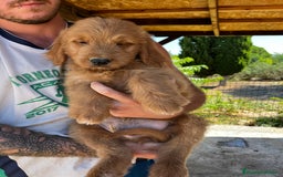 Goldendoodle perros en venta: Goldendoodle f1 - Imagen 2
