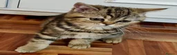 Británico de Pelo Corto gatos en venta: CAMADA DE GATO/AS BRITISH SHORTAIR - Anuncio 15