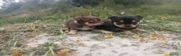 Chihuahua perros en venta: CHIHUAHUAS CABEZA DE MANZANA  - Anuncio 2