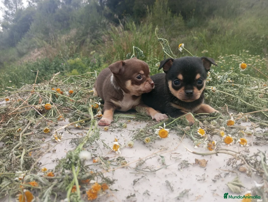 Chihuahua perros en venta: CHIHUAHUAS CABEZA DE MANZANA  - Anuncio 2