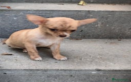 Chihuahua perros en venta: Chihuahua Toy hembra atigrada  - Imagen 2