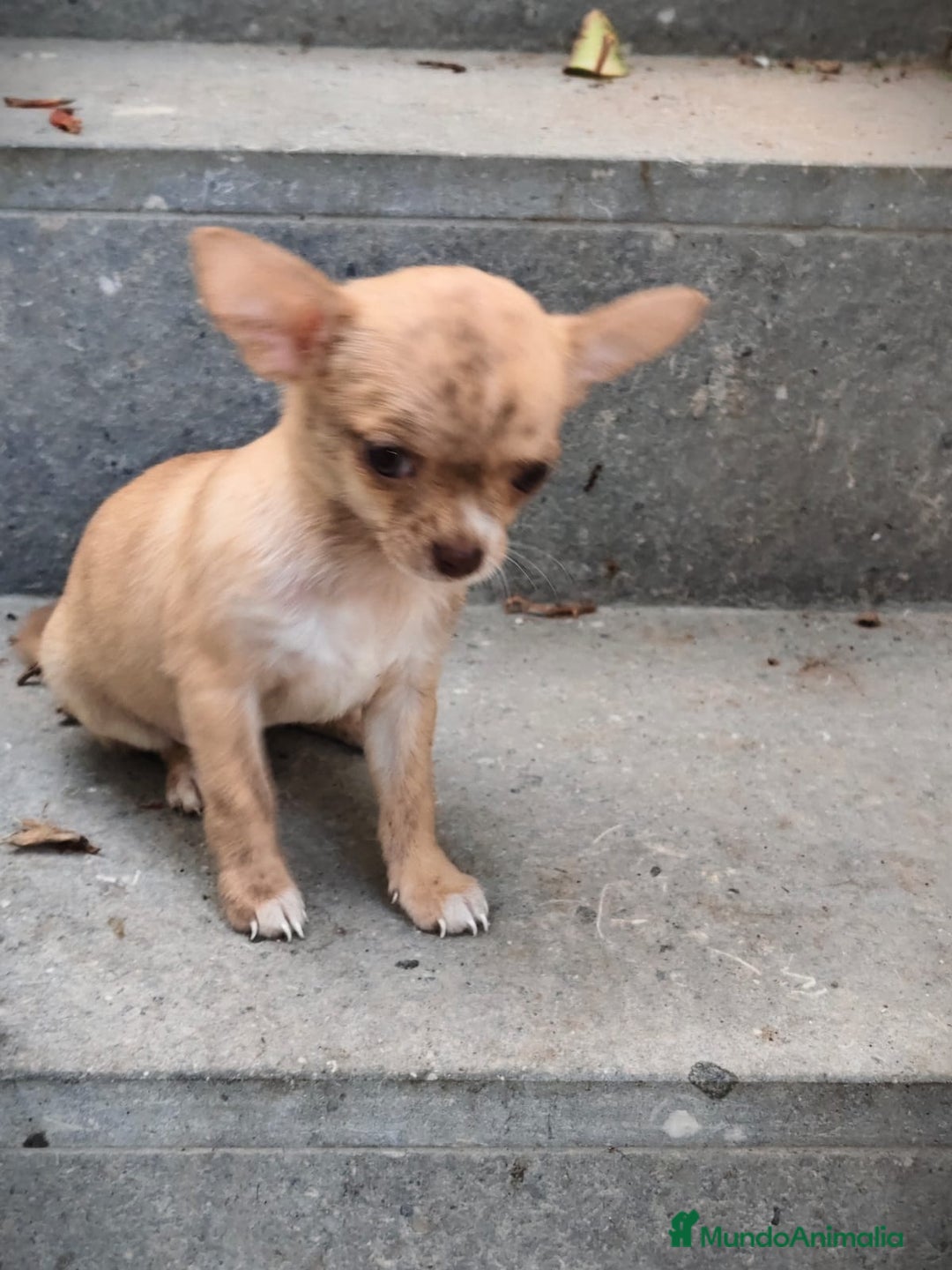 Chihuahua perros en venta: Chihuahua Toy hembra atigrada  - Imagen 2