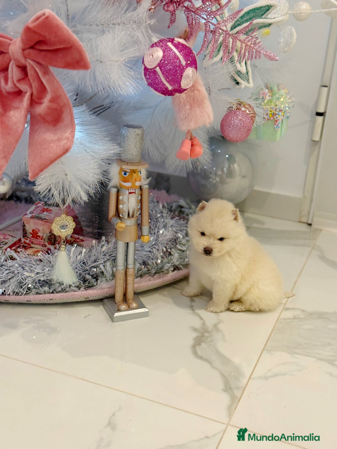 Pomsky perros en venta: Pomsky  - Anuncio 9