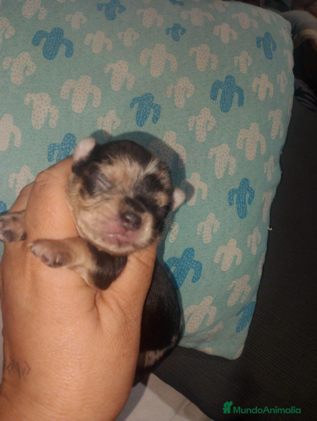 Chihuahua perros en venta: Chihuahua Merle macho  - Imagen 2