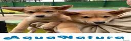 Shiba Inu perros en venta: Camada Shiba Inu de Mar - AQUANATURA en Barcelona - Anuncio 7