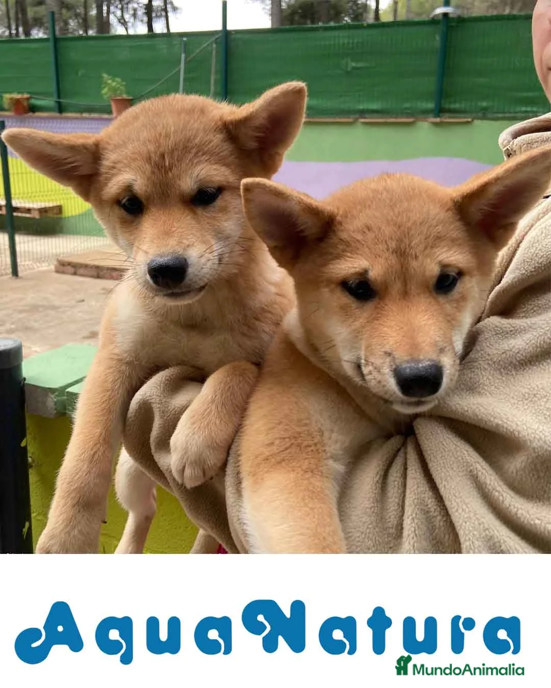 Shiba Inu perros en venta: Camada Shiba Inu de Mar - AQUANATURA en Barcelona - Anuncio 7