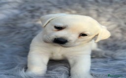 Labrador Retriever perros en venta: LABRADOR RETRIEVER PEDIGREE - Anuncio 7