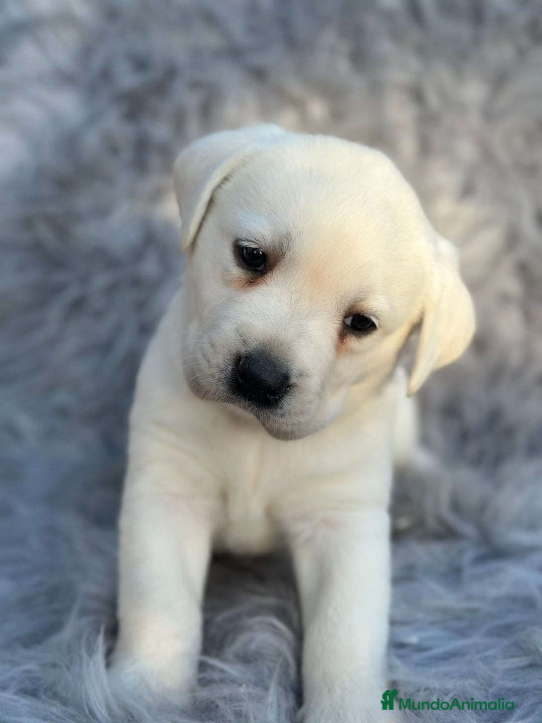 Labrador Retriever perros en venta: LABRADOR RETRIEVER PEDIGREE - Anuncio 7