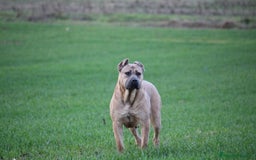 Cane Corso perros en venta: Cachorros Cane Corso disponibles en Segovia  - Imagen 4