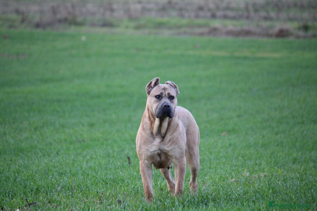 Cane Corso perros en venta: Cachorros Cane Corso disponibles en Segovia  - Imagen 4