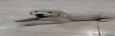 Golden Retriever 1