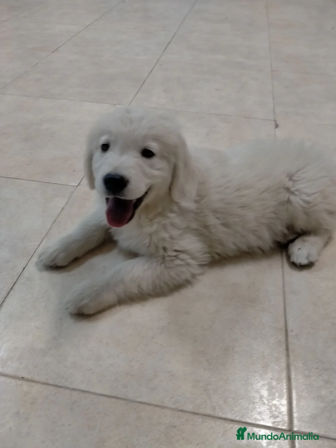 Golden Retriever perros en venta: Golden retrivier  - Anuncio 2