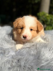 Border Collie Cachorro 5