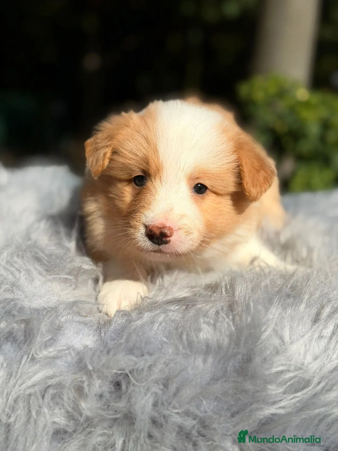 Border Collie perros en venta: Border collie rojo australiano  - Anuncio 6