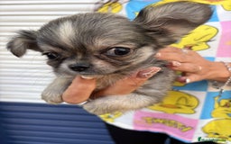 Chihuahua perros en venta: Impresionante chihuahua pelo largo - Imagen 4