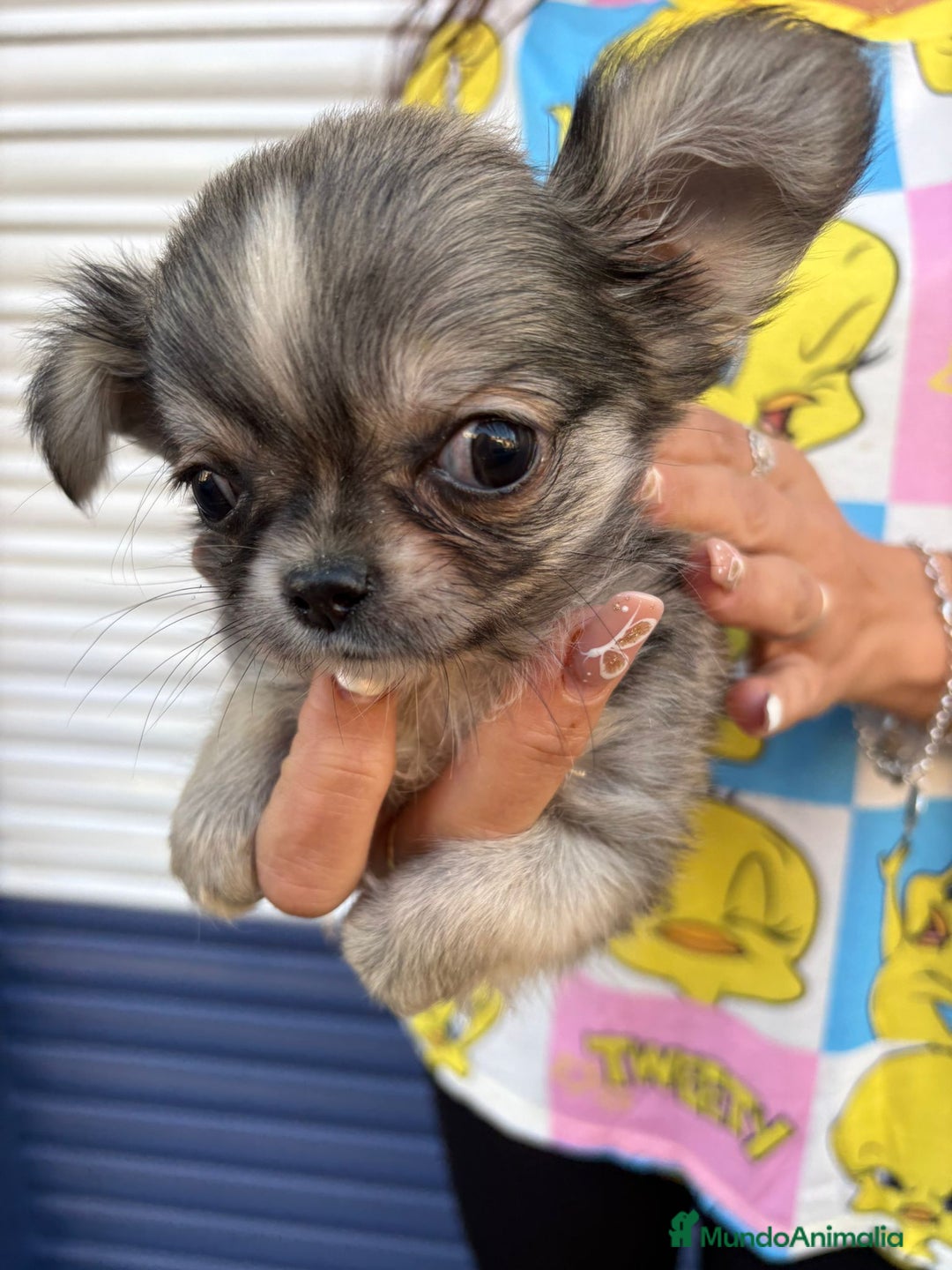 Chihuahua perros en venta: Impresionante chihuahua pelo largo - Imagen 4