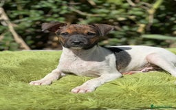 Ratonero Bodeguero Andaluz perros en venta: Bodeguero - Imagen 1