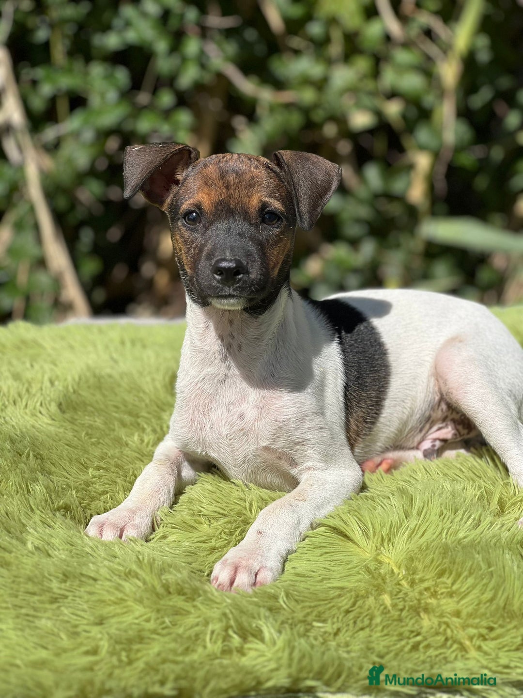 Ratonero Bodeguero Andaluz perros en venta: Bodeguero - Imagen 1