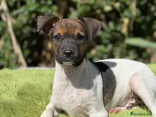 Ratonero Bodeguero Andaluz perros Bodeguero - Anuncio 3