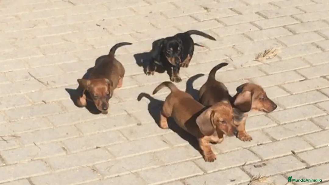 Teckel perros en venta: Teckel miniatura cachorro en Ciudad Real - Anuncio 2