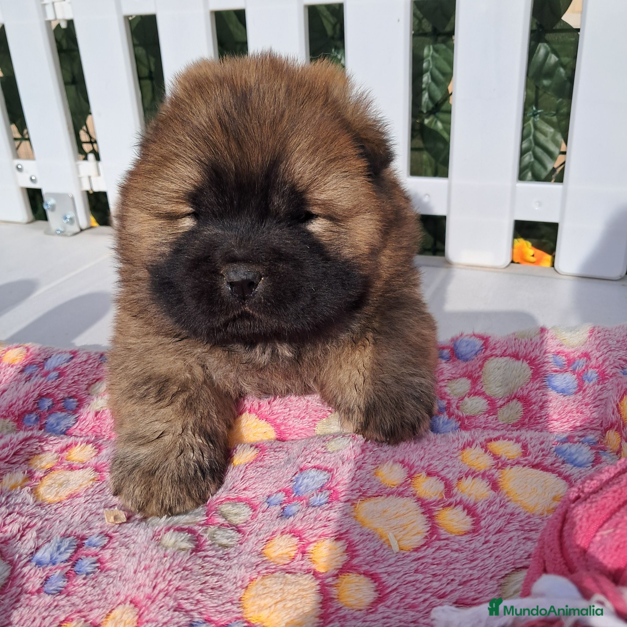 Chow Chow perros Bebés Chow-Chow  - Anuncio 1