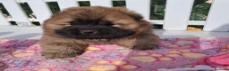 Chow Chow perros en venta: Bebés Chow-Chow  - Anuncio 1