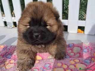 Chow Chow perros Bebés Chow-Chow - Anuncio 1