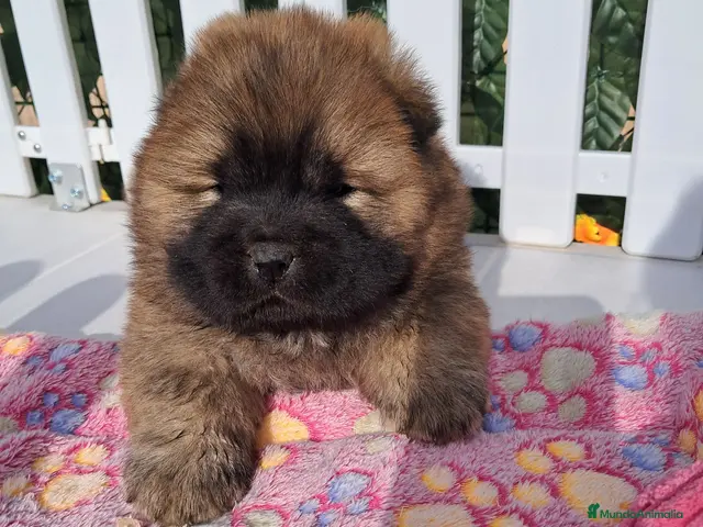 Chow Chow perros Bebés Chow-Chow - Anuncio 1