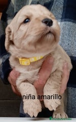 Labradoodle Cachorro 4