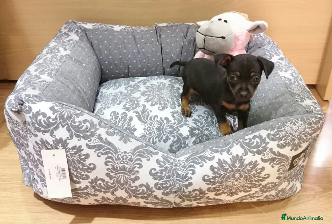 Ratón de Praga perros en venta: Ratón de Praga en Barcelona - Anuncio 2