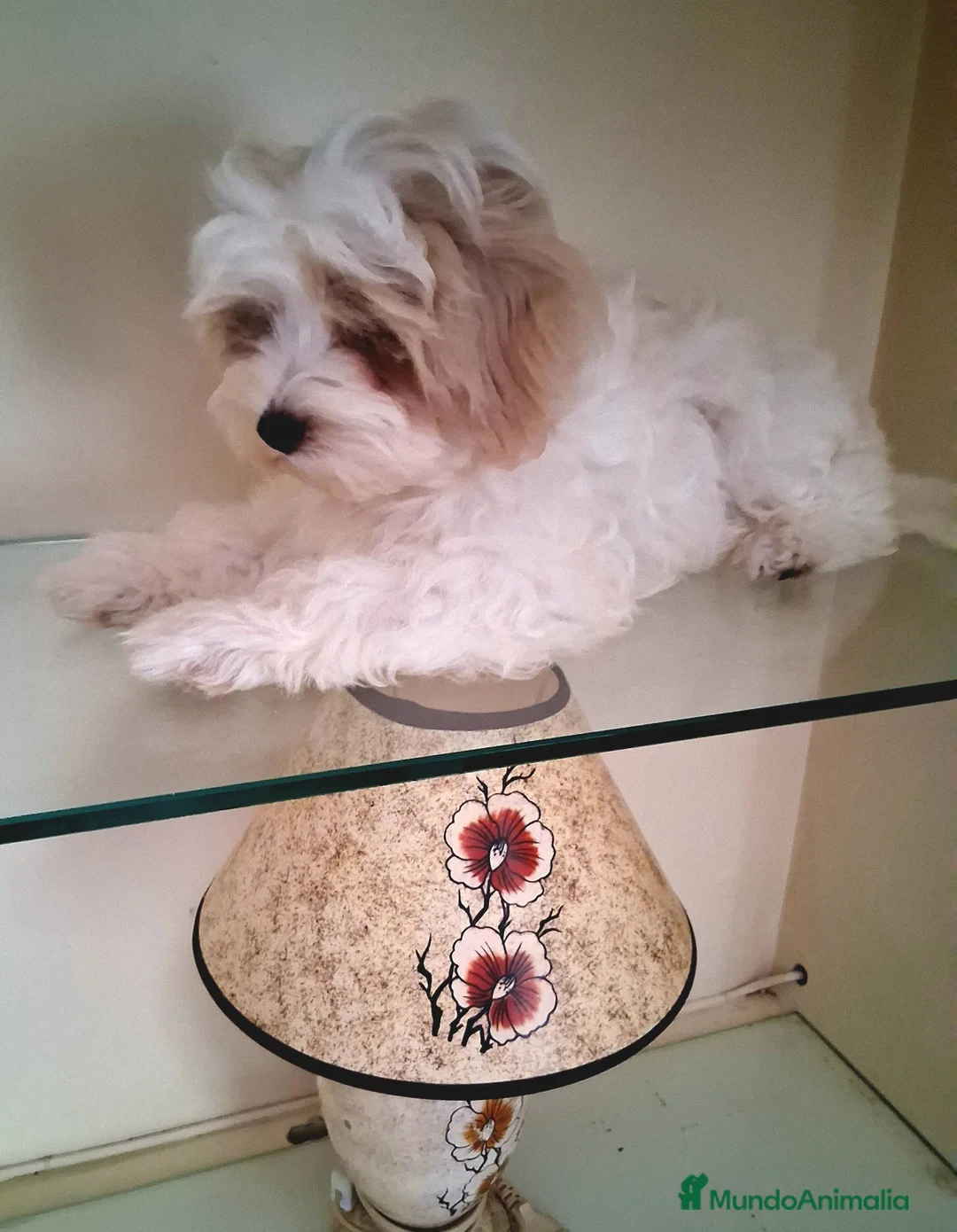 Maltipoo perros en venta: Matipoo Macho - Anuncio 5