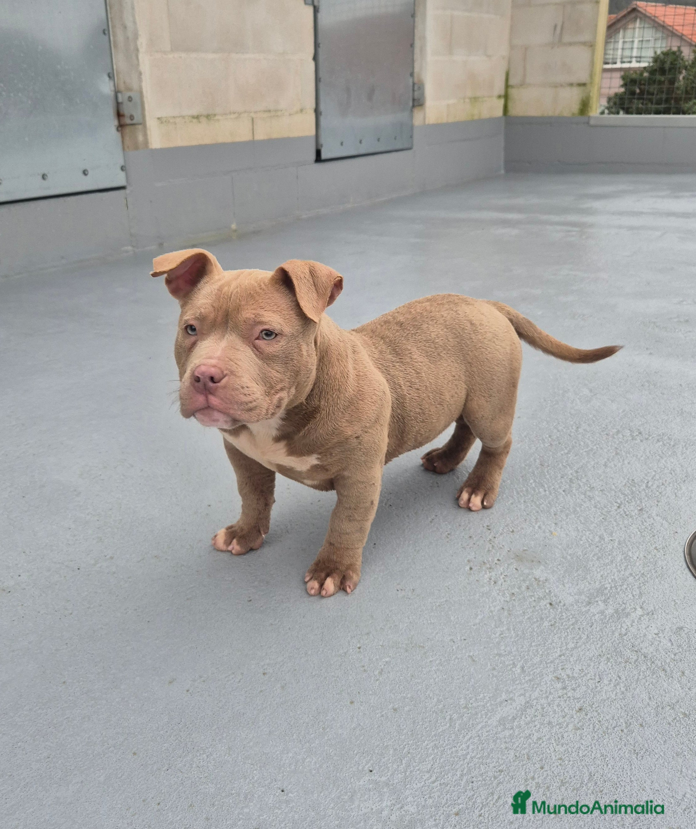 American Bully perros American Bully Pocket  - Anuncio 1