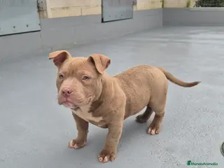 American Bully perros American Bully Pocket - Anuncio 1