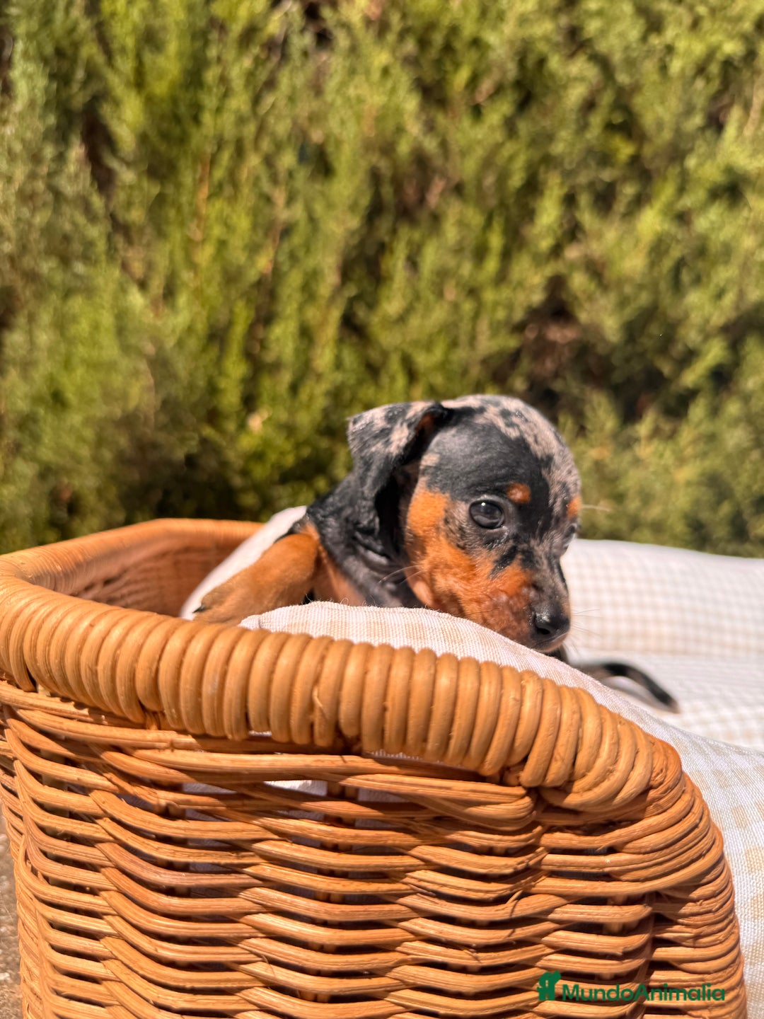 Pinscher Miniatura perros en venta: PINSCHER MINI EXÓTICO  - Imagen 6
