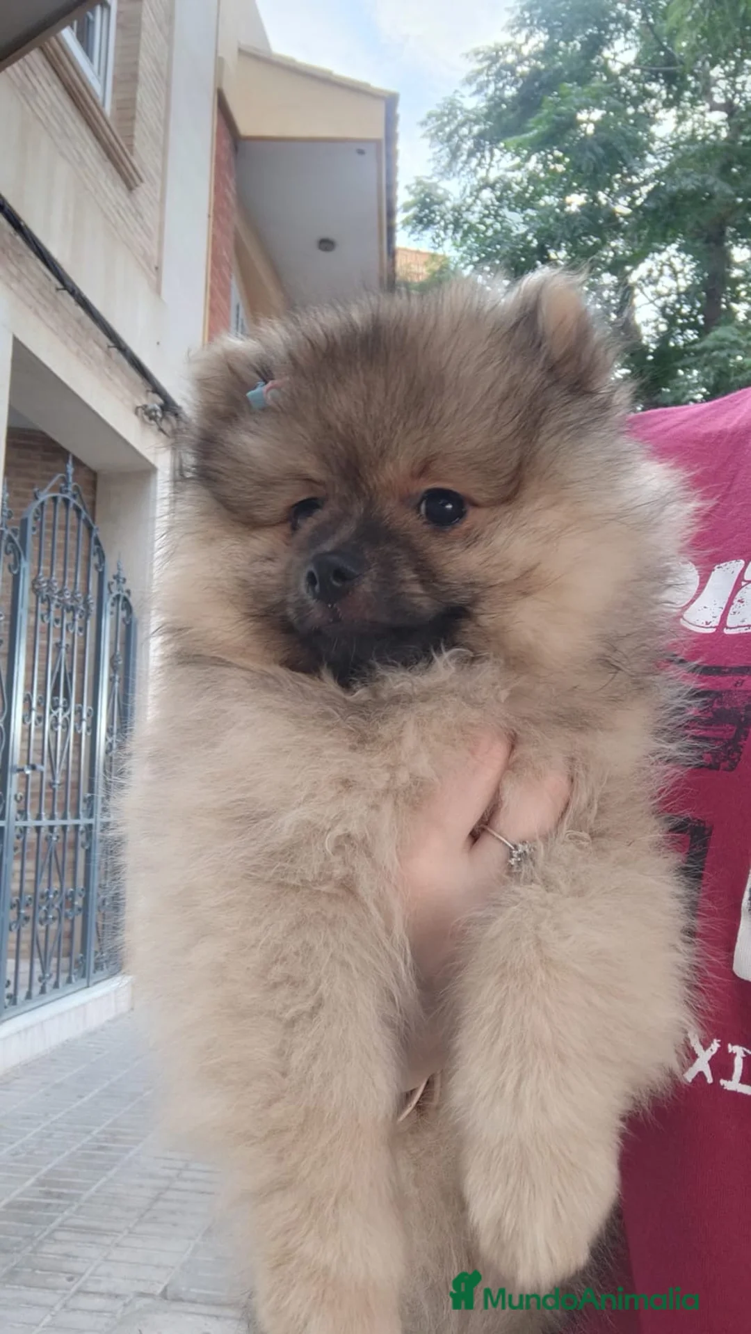 Pomerania perros en venta: Pomerania toy - Anuncio 2