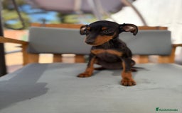 Pinscher Miniatura perros en venta: Mini-pinscher hembra  - Imagen 13