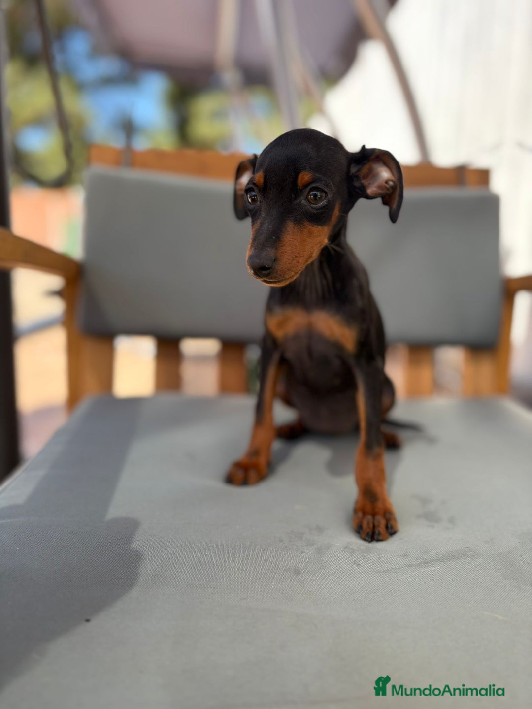 Pinscher Miniatura perros en venta: Mini-pinscher hembra  - Imagen 13