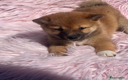Shiba Inu perros en venta: Shiba inu roja  - Imagen 2